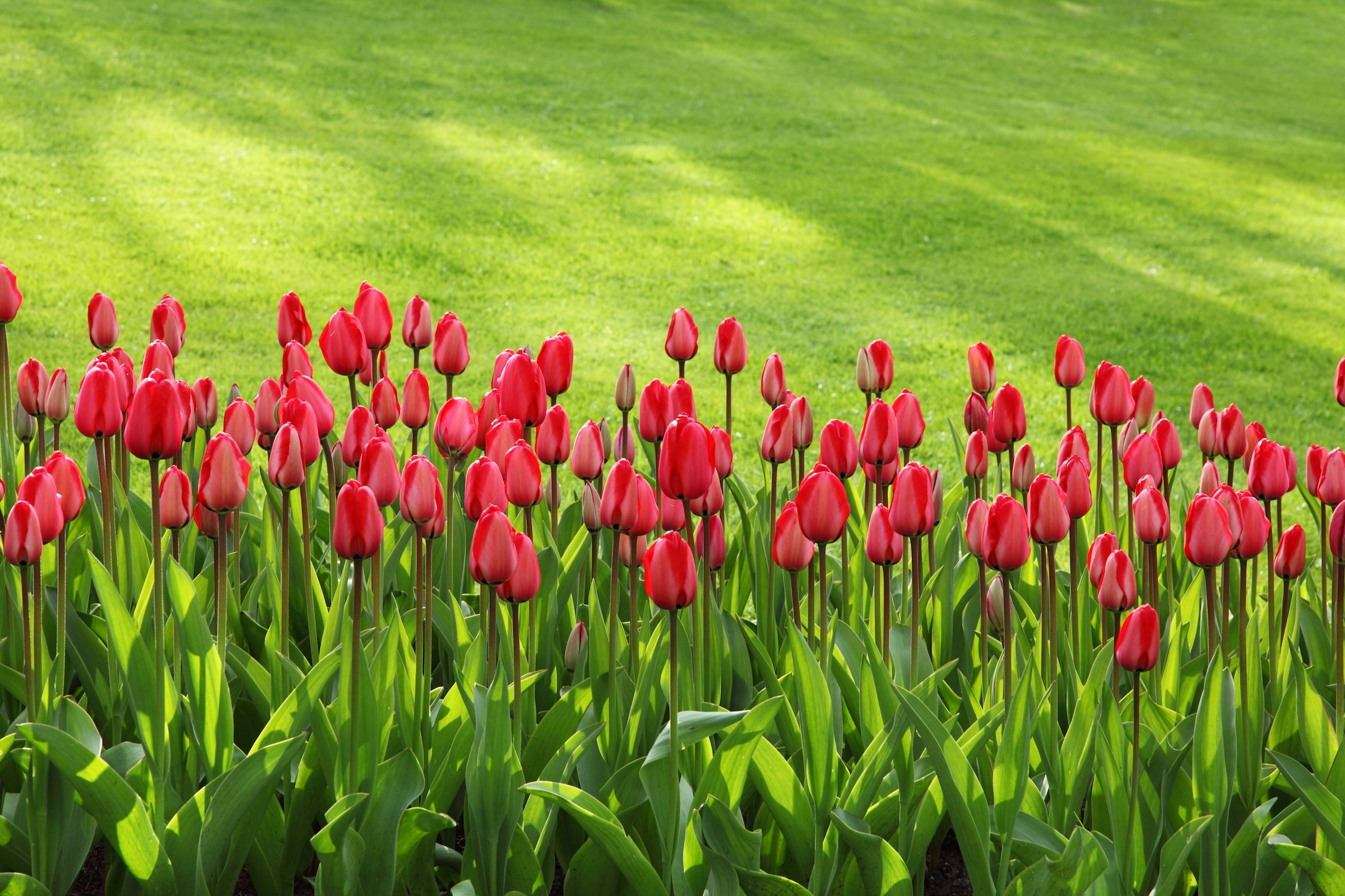 tulipany kraków