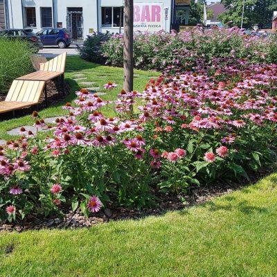 Rośliny kraków Szkółka Ilex realizacje 20