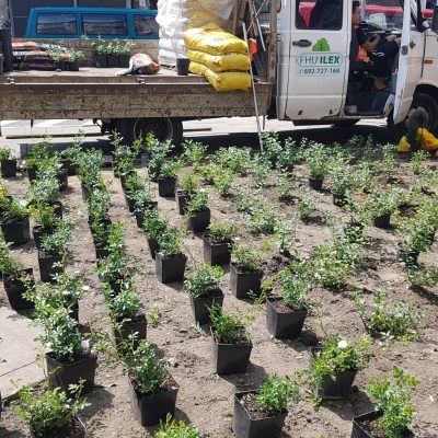 Rośliny kraków Szkółka Ilex realizacje 25