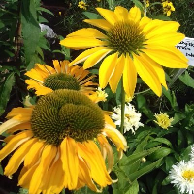 Rośliny kraków Szkółka Ilex realizacje 33