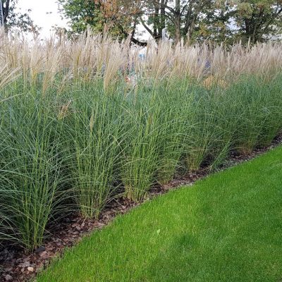 Rośliny kraków Szkółka Ilex realizacje 60